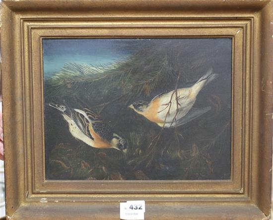 Early 19th century English School, oil on millboard, Two finches on pine tree branches, 24 x 32cm